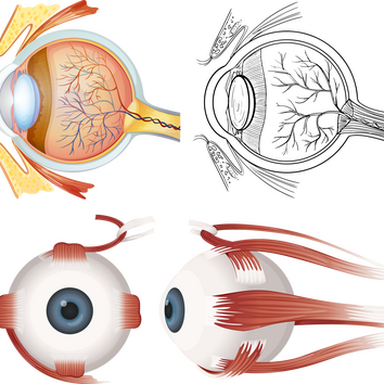 Grafik des anatomischen Aufbaus des Auges